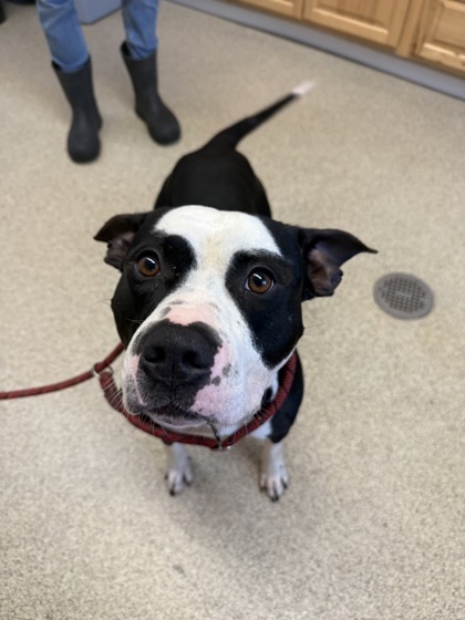 Banjo, an adoptable Pit Bull Terrier, Mixed Breed in Harbor Springs, MI, 49740 | Photo Image 1
