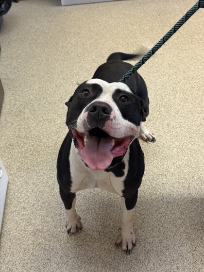 Banjo, an adoptable Pit Bull Terrier, Mixed Breed in Harbor Springs, MI, 49740 | Photo Image 2
