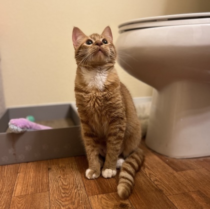 Mufasa