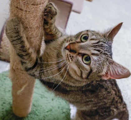 Gladys thumbnail 3
