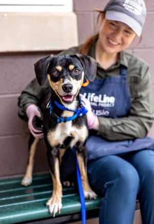 Small pup alert Lodi is just 27 lbs of pure pawsitivity With his adorable Pixar-perfect looks and