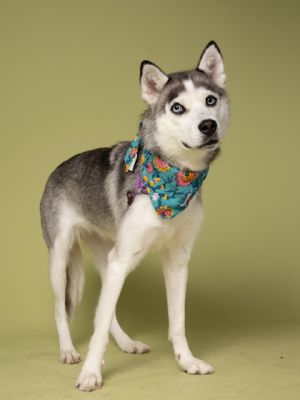 Marcella-ADOPTED, Adult Female Siberian Husky