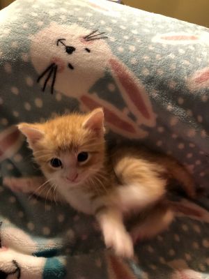 Creamsicle, Baby Male Domestic Medium Hair