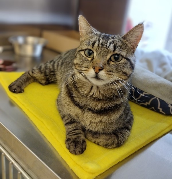 Mort 37863, an adoptable Domestic Short Hair in Pocatello, ID, 83205 | Photo Image 1