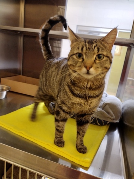 Mort 37863, an adoptable Domestic Short Hair in Pocatello, ID, 83205 | Photo Image 2