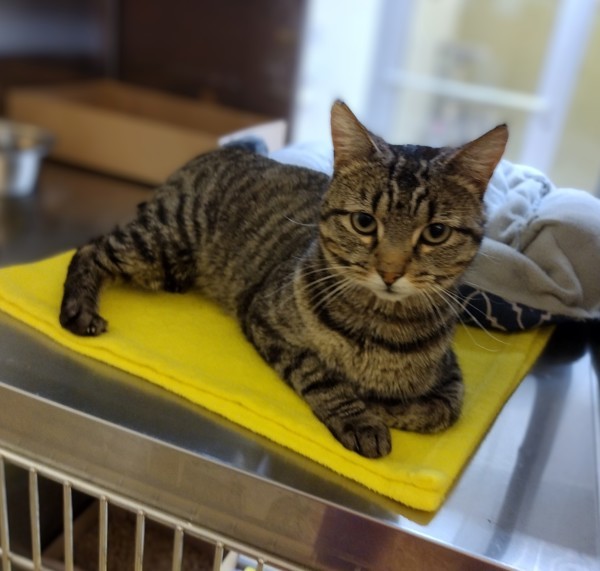 Mort 37863, an adoptable Domestic Short Hair in Pocatello, ID, 83205 | Photo Image 3