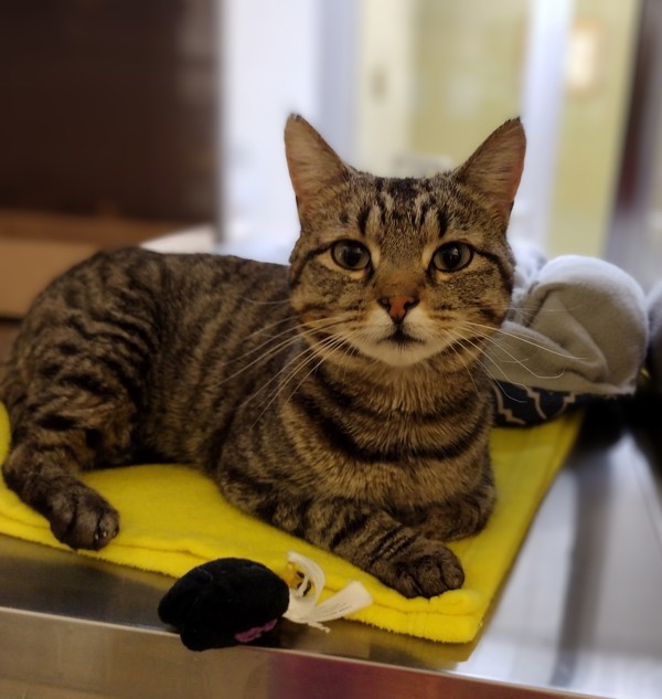 Mort 37863, an adoptable Domestic Short Hair in Pocatello, ID, 83205 | Photo Image 4