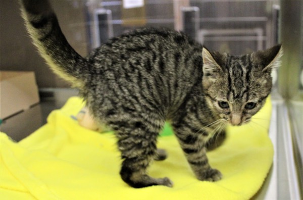 Mort 37863, an adoptable Domestic Short Hair in Pocatello, ID, 83205 | Photo Image 5