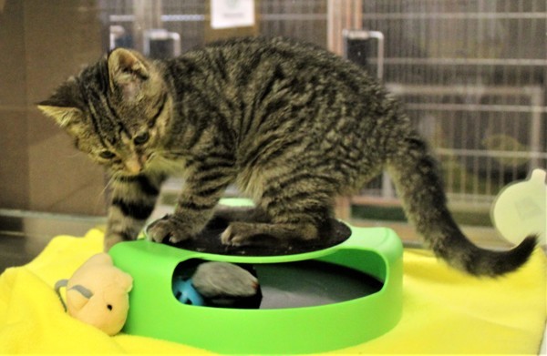 Mort 37863, an adoptable Domestic Short Hair in Pocatello, ID, 83205 | Photo Image 6