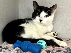 A volunteer writes Hart is a handsome ten month old kitty brought to us with friends Lucerne and Be
