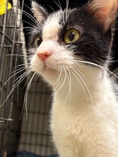 Luna, Adult Female unknown