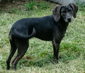Annie, Adult Female Mixed Breed