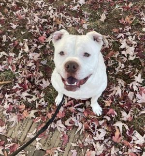 Bart is a chonk of love Short stout and ready to let it all out hes always down for snuggles
