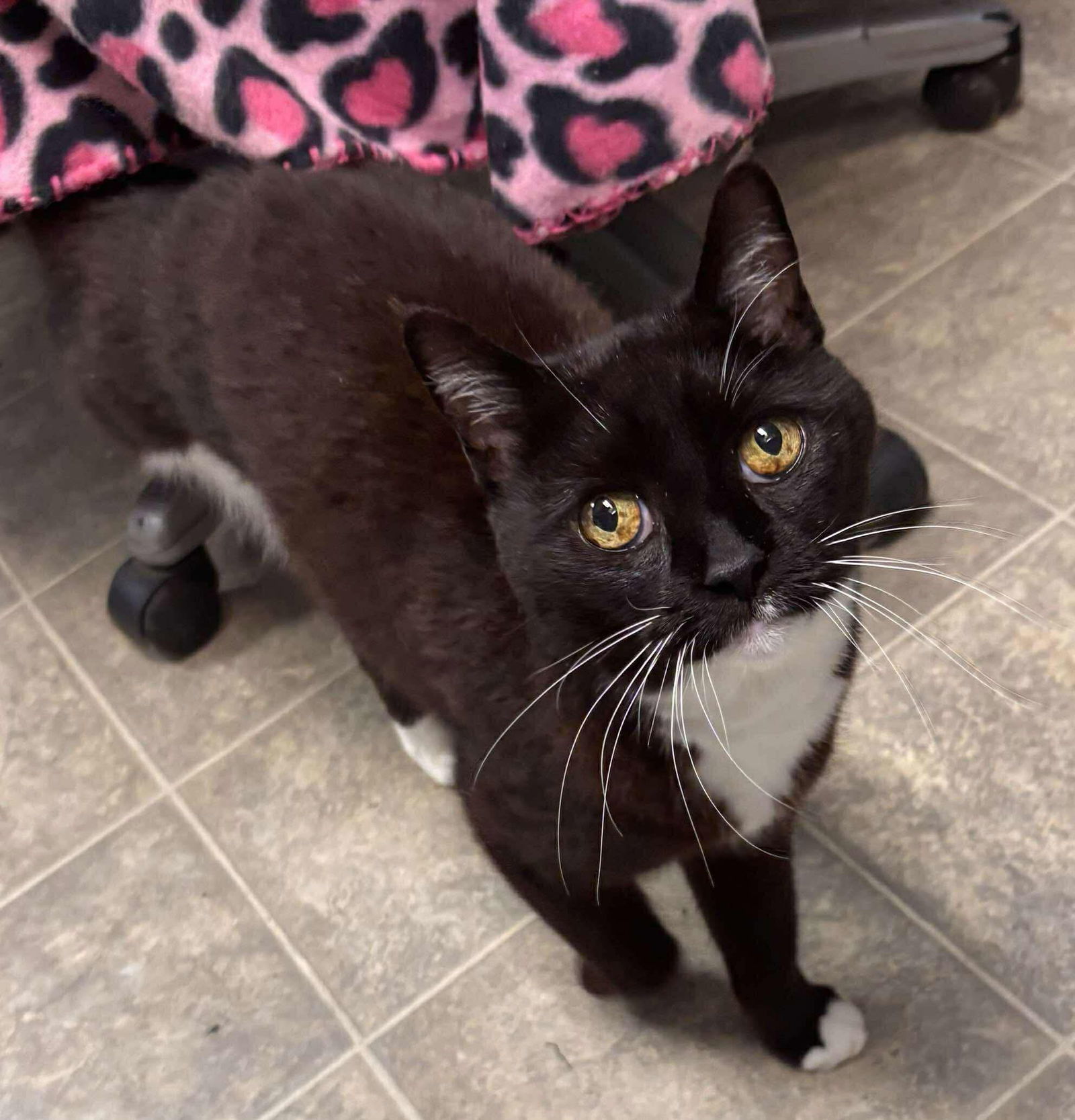 Gwennie (Tripod): Visit At Petsmart Lynchburg