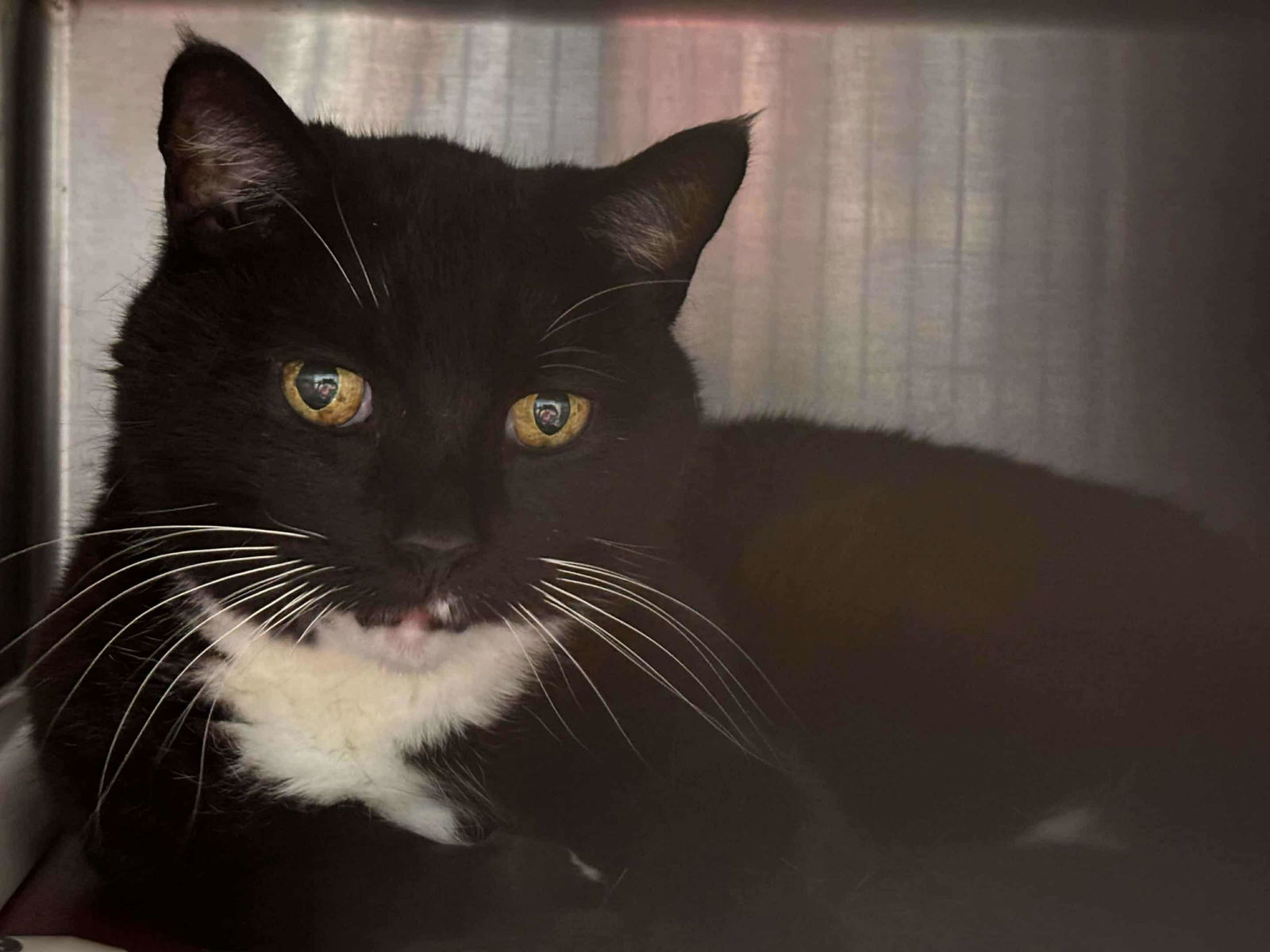 Gwennie (Tripod): Visit At Petsmart Lynchburg