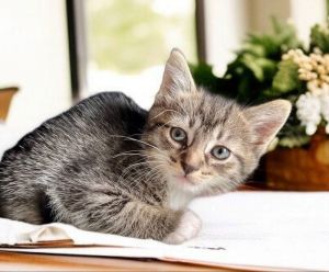 Meet Phil He is a handsome short hair male tabby He will be ready for adoption on the 26th and