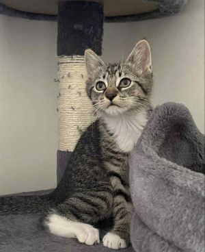 Meet Phil He is a handsome short hair male tabby He will be ready for adoption on the 26th and