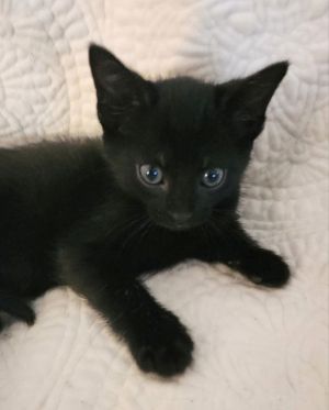 Meet Nespresso a black short haired cuddly little boy If you look closely he has some silver fros