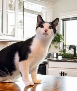 Introducing Mayfield a handsome black and white boy He is the perfect blend of friendly and loving