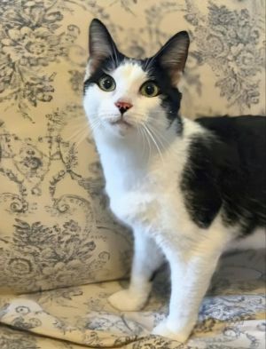 Introducing Mayfield a handsome black and white boy He is the perfect blend of friendly and loving