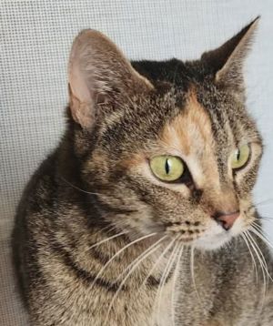Meet Moka a friendly tortie tabby mix She was found after just giving birth to her kittens and joi