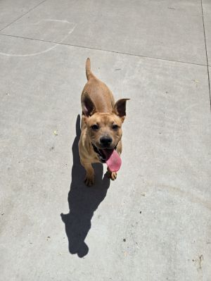 Fergus, Baby Male Mixed Breed