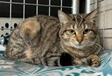 Diamond: Currently in Foster Care