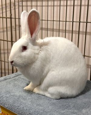 Dr. Pepper, Adult Female Bunny Rabbit