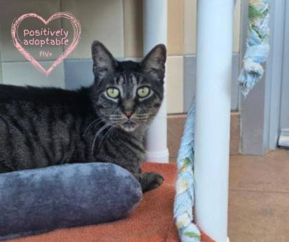 Bentley, an adoptable Domestic Short Hair in Longmont, CO, 80501 | Photo Image 1