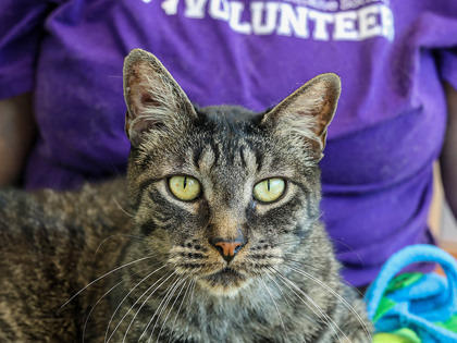 Bentley, an adoptable Domestic Short Hair in Longmont, CO, 80501 | Photo Image 3