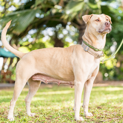 Gracie, an adoptable Pit Bull Terrier, Mixed Breed in Honolulu, HI, 96826 | Photo Image 1