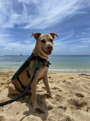 Gracie, an adoptable Labrador Retriever, Mixed Breed in Honolulu, HI, 96826 | Photo Image 2