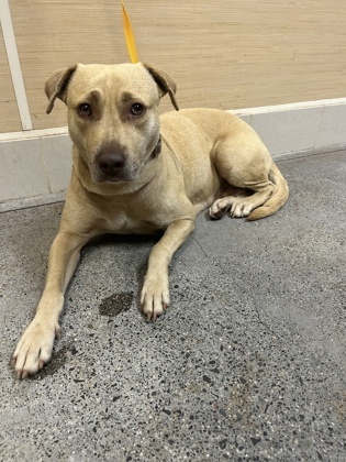 Gracie, an adoptable Pit Bull Terrier, Mixed Breed in Honolulu, HI, 96826 | Photo Image 3