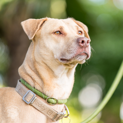 Gracie, an adoptable Labrador Retriever, Mixed Breed in Honolulu, HI, 96826 | Photo Image 3