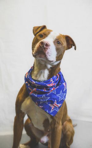 Boston, Young Male Mixed Breed