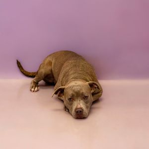 Primary Color Grey Secondary Color White Weight 555lbs Age 3yrs 0mths 4wks Animal has been Spay
