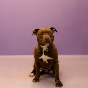 Primary Color Brown Secondary Color White Weight 58lbs Age 3yrs 1mths 2wks Animal has been Neute