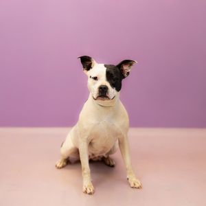 Primary Color Black Secondary Color White Weight 54lbs Age 3yrs 0mths 4wks Animal has been Spaye
