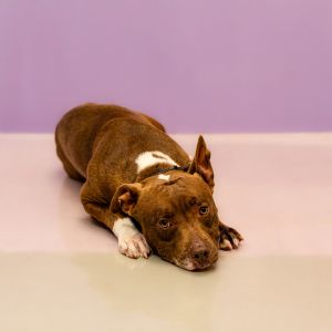 Primary Color Brown Secondary Color White Weight 55lbs Age 3yrs 0mths 4wks Animal has been Neute
