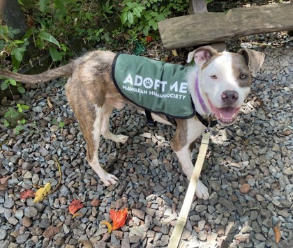 El Pollo, an adoptable Terrier, Mixed Breed in Honolulu, HI, 96826 | Photo Image 1