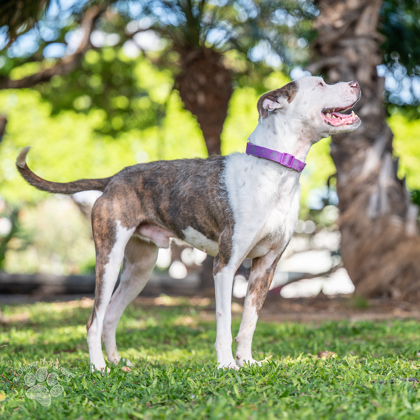 El Pollo, an adoptable Terrier, Mixed Breed in Honolulu, HI, 96826 | Photo Image 2