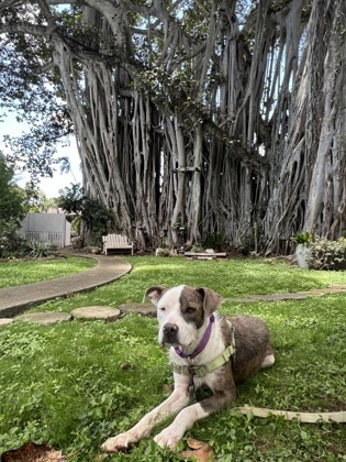 El Pollo, an adoptable Terrier, Mixed Breed in Honolulu, HI, 96826 | Photo Image 3