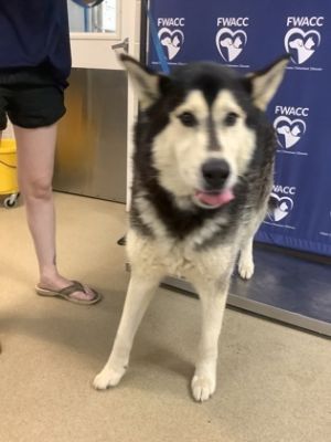 Toby, Adult Male Husky