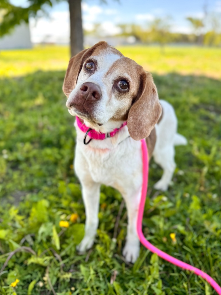 Carolina, an adoptable Beagle in Gillette, WY, 82716 | Photo Image 1