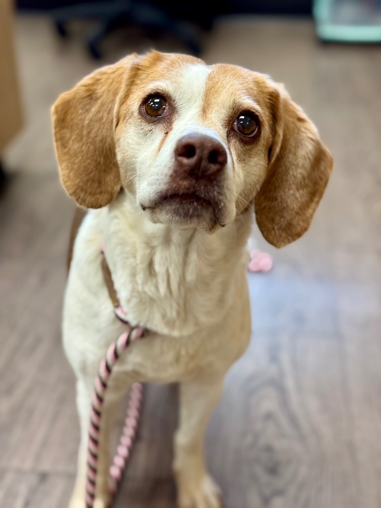 Carolina, an adoptable Beagle in Gillette, WY, 82716 | Photo Image 2