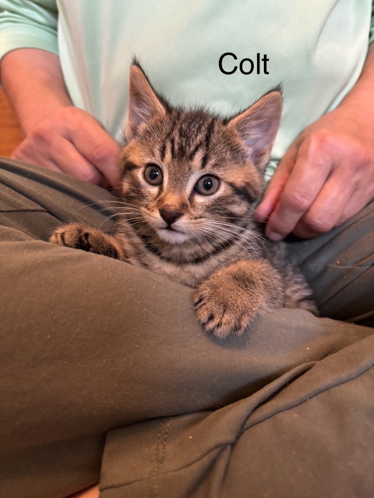 Colt