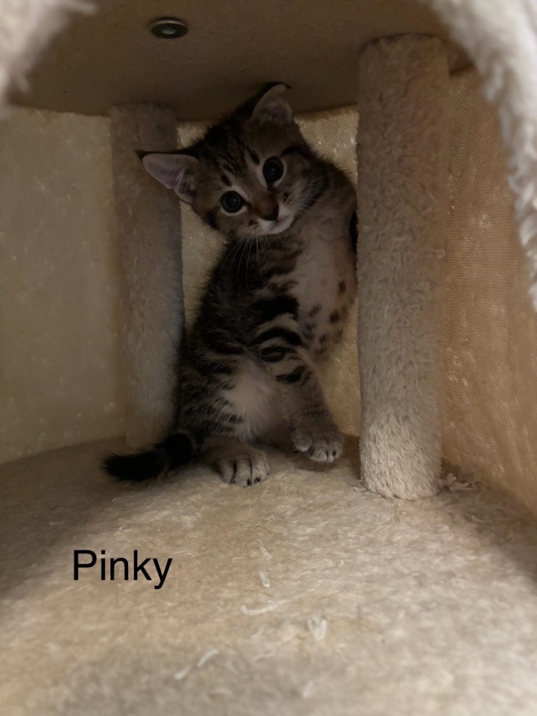 Pinkie