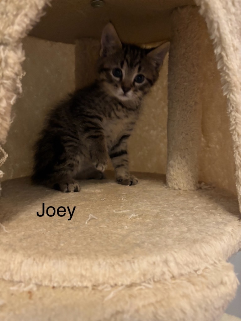 Joey