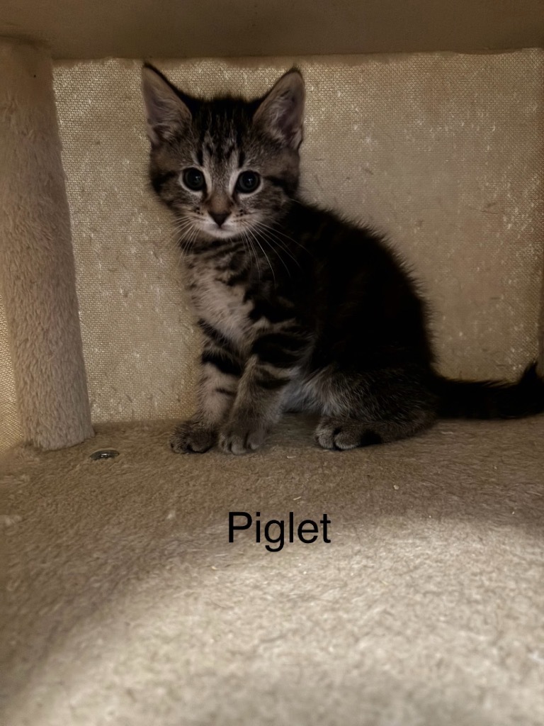 Piglet