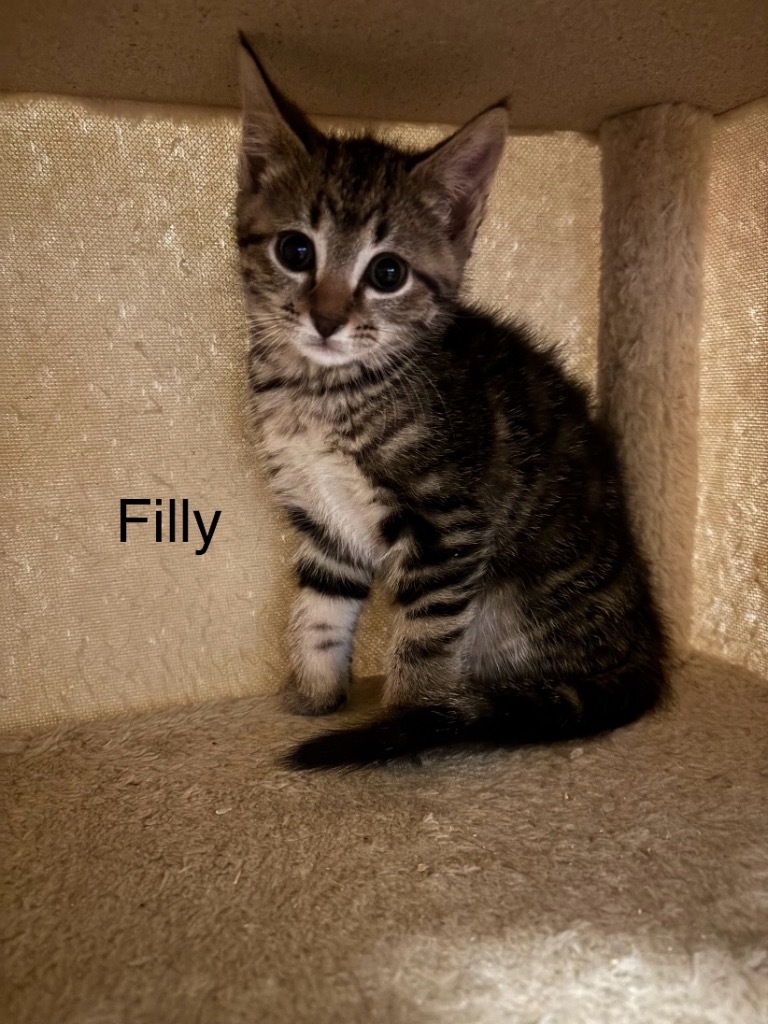 Filly